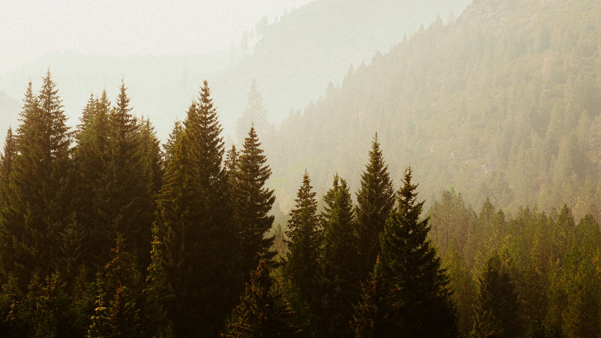 Pine trees in front of a forested ridge in warm, hazy light